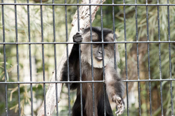 Macaque à queue de lion — Photo