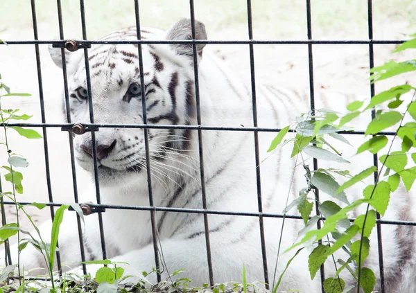 व्हाइट बंगाल वाघ — स्टॉक फोटो, इमेज
