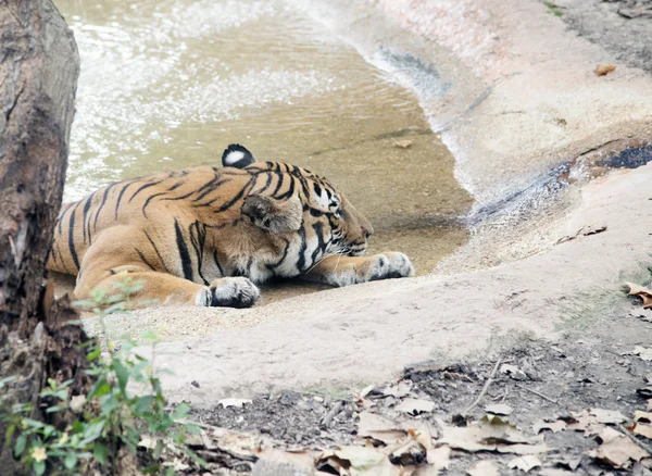 Tigre reposant sur une chaude journée d'été — Photo