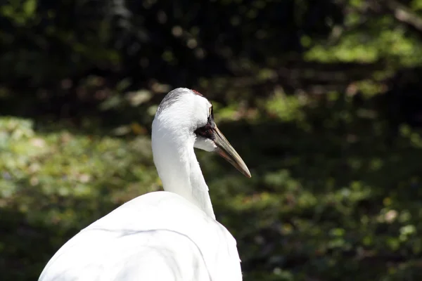 Grúa mirando hacia otro lado de la cámara — Foto de Stock