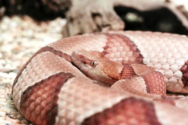 Copperhead in spoel — Stockfoto