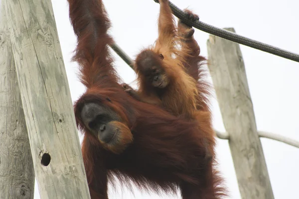 Orangutans Jogando — Fotografia de Stock