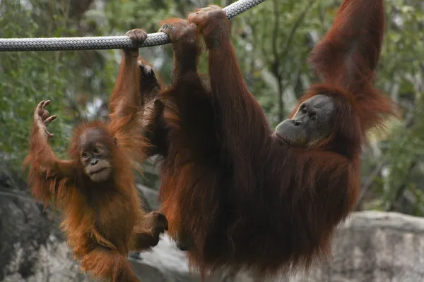Orang utan mère et enfant jouer — Photo