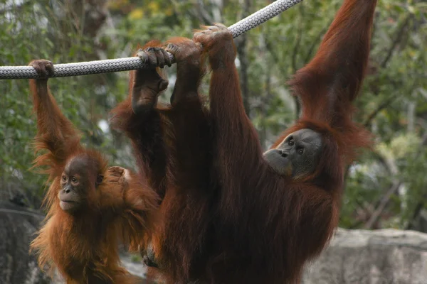 Orangutans Playing — Stock Photo, Image