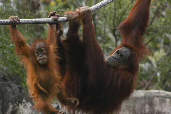 Orangutans Playing — Stock Photo, Image