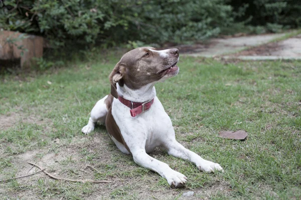 Grote hond — Stockfoto