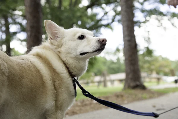 Perro pequeño — Foto de Stock