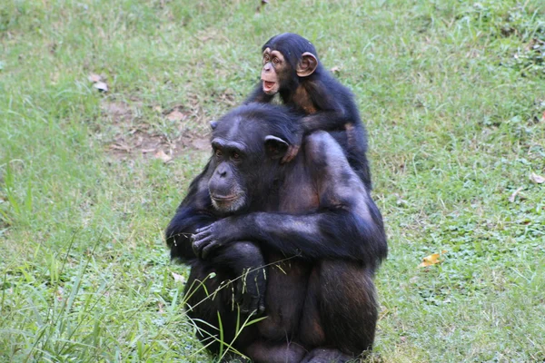 Chimpanzees — Stock Photo, Image