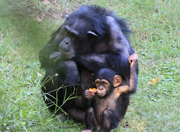 Chimpanzés — Photo