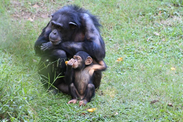 Chimpanzees — Stock Photo, Image