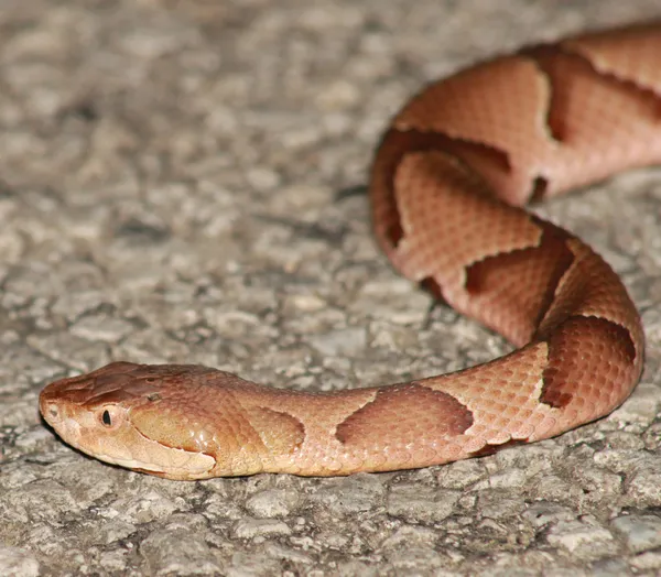 Copperhead Snake — Stock Photo, Image