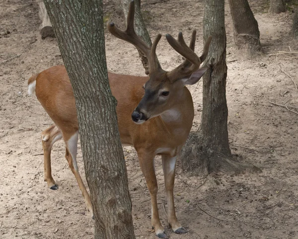 Buck... — Fotografia de Stock