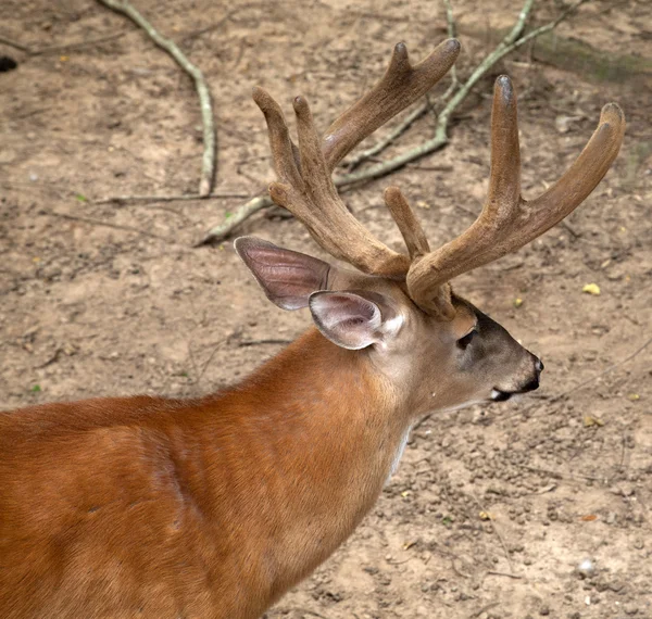 Buck... — Fotografia de Stock