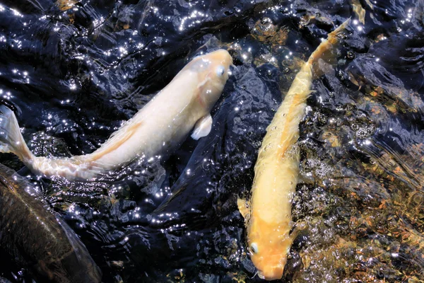 Koi sazan