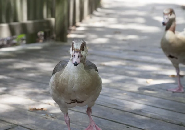 Egyptian Geese — Stock Photo, Image