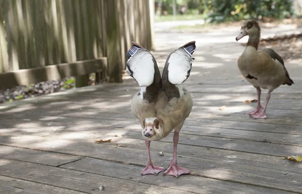 Egyptian Goose — Stock Photo, Image