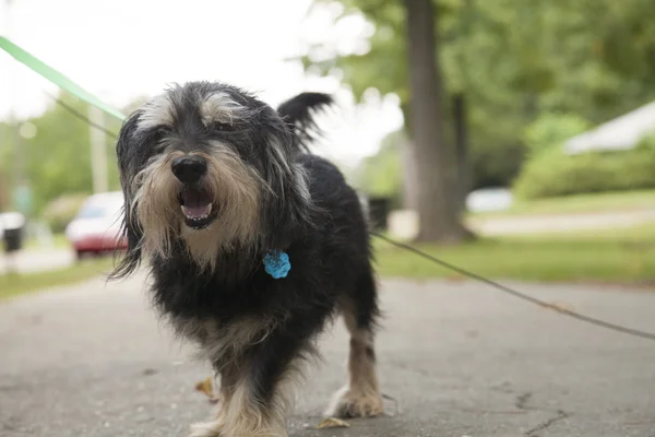 Schnauzer — Stock fotografie