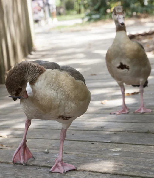 Egyptian Geese — Stock Photo, Image