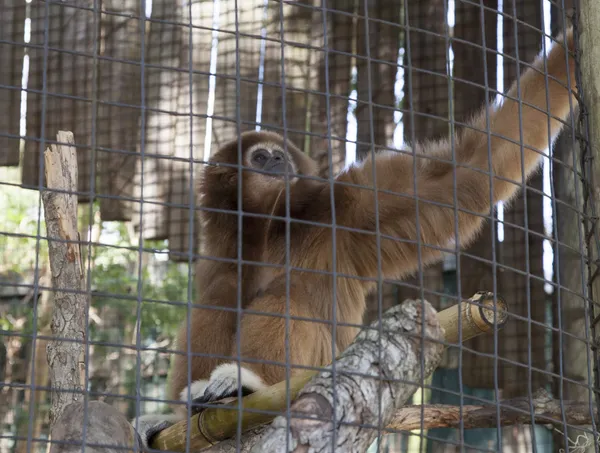 Gibbon apa — Stockfoto