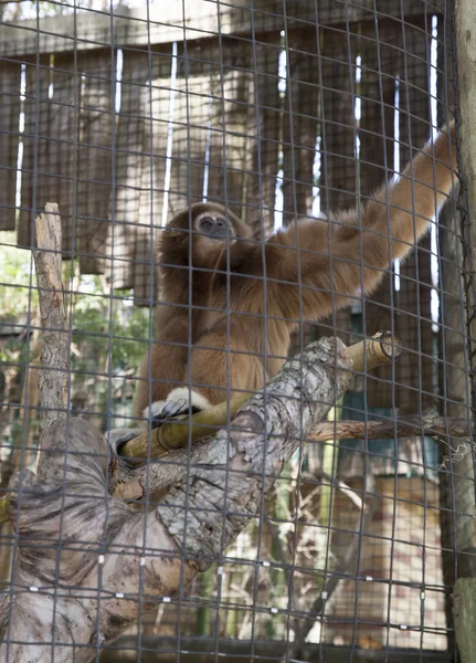 Gibbon apa — Stockfoto