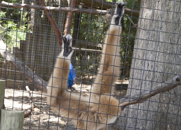 Mono de Gibbon — Foto de Stock