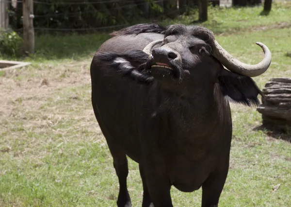 Angry Buffalo in Threatening Posture — Stock Photo, Image