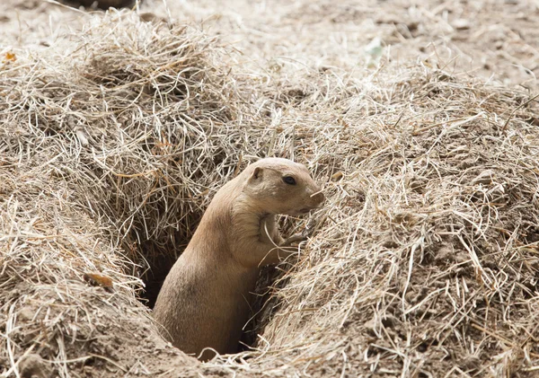 Prairie hond — Stockfoto