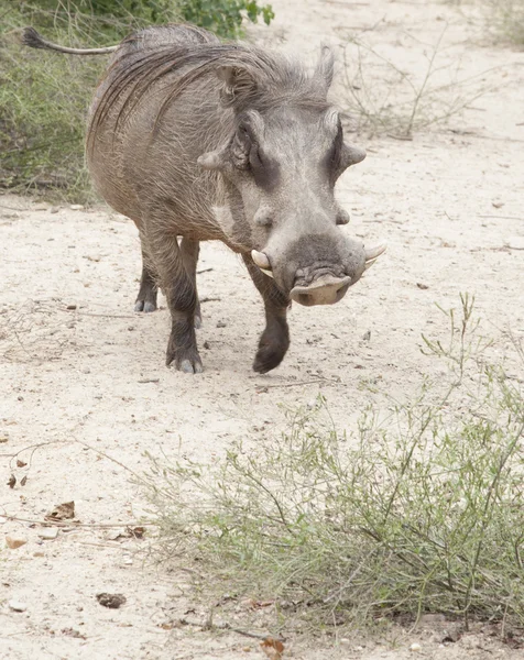 Knobbelzwijn — Stockfoto