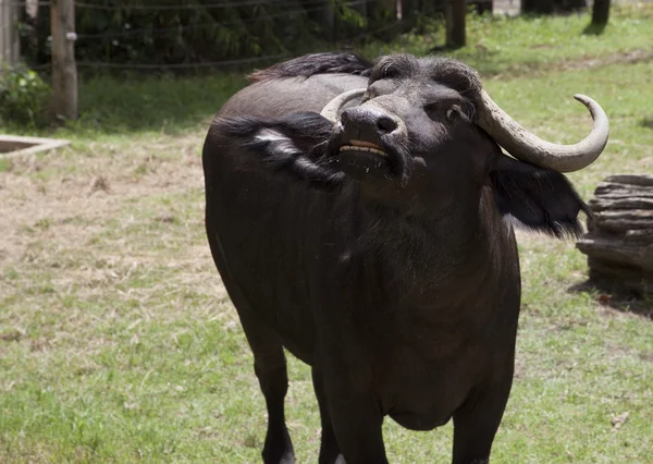 Búfalo enojado en postura amenazante Fotos De Stock