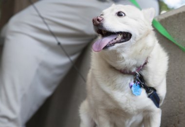 küçük köpek sahibinin ayakları önünde oturan