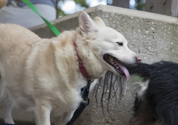 Perro en Park — Foto de Stock