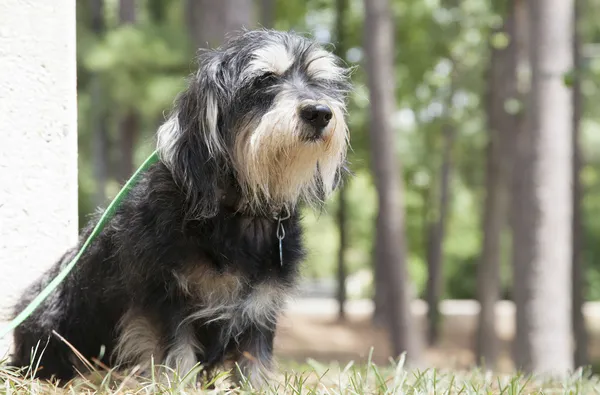 Cão no parque — Fotografia de Stock