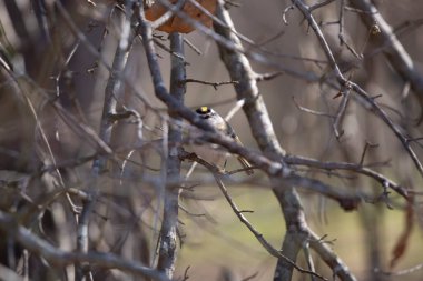 Altın taçlı krallık (Regulus satrapa) bir ağaç dalında saklandığı yerden görkemli bir şekilde dışarı bakıyor.