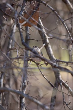 Altın taçlandırılmış krallık (Regulus satrapa) bir ağaç dalında saklandığı yerden görkemli bir şekilde yukarı bakıyor.