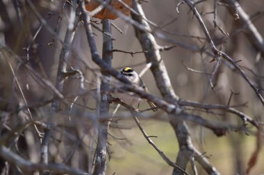 Altın taçlı krallık (Regulus satrapa) bir ağaç dalında saklandığı yerden görkemli bir şekilde dışarı bakıyor.