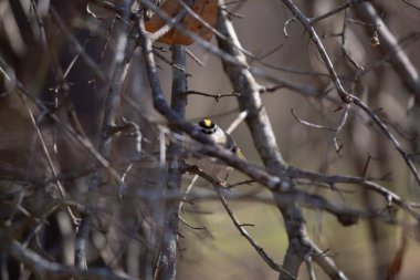 Altın taçlı krallık (Regulus satrapa) bir ağaç dalından görkemli bir şekilde dışarı bakıyor.