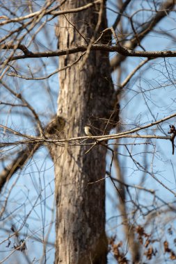Görkemli doğu Phoebe (Sayornis Phoebe) bir dalın üzerindeki tüneğinden dışarı bakıyor.
