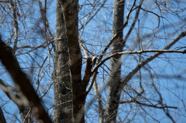 Meraklı ağaçkakan (Picoides ergenliği) ağaçta yiyecek ararken etrafına bakıyor
