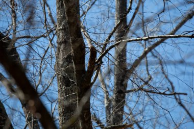 Downy ağaçkakan (Picoides ergenliği) bir ağaçta yiyecek arıyor