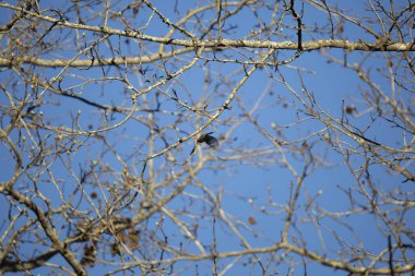 Bir ağaç dalından uçarken sarı popolu ötleğen (Setophaga coronata)