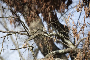 Ağaç dalına tünemiş meraklı sarı popolu ötleğen (Setophaga coronata) etrafa bakıyor