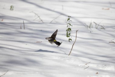 Dişi ötleğen kuşu (Setophaga coronata) karın üzerinde alçaktan uçar