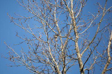 Dişi ötleğen ötleğeni (Setophaga coronata) ağaca konar