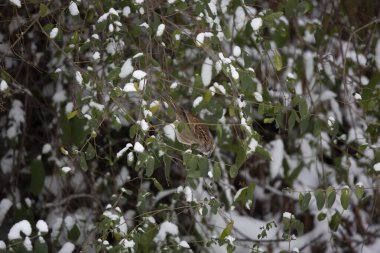 Beyaz boğazlı serçe (Zonotrichia albicollis) karla kaplı bir çalılıkta mor dut arıyor.