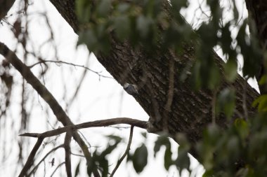 Ağaç gövdesine tırmanan beyaz göğüslü naylon (Sitta carolinensis)