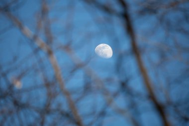 Böğürtlen çalılarının arasından karanlık gökyüzünde ay görünür.