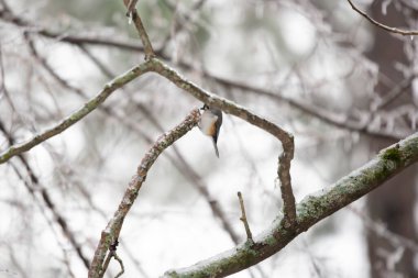Soğuk bir günde buzla kaplı bir ağaçta yiyecek arama (Baeolophus bicolor).