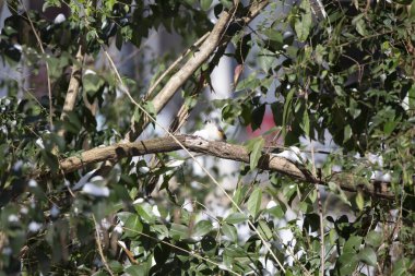 Tüylü-meme faresi (Baeolophus bicolor) yeşil yaprakların yanında kar arıyor