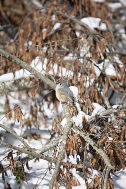 Tüylü-meme faresi (Baeolophus bicolor) karların üzerindeki ölü yaprakların yakınındaki levreğinden görkemli bir şekilde dışarı bakıyor