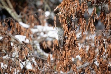 Tüylü-meme faresi (Baeolophus bicolor) karların üzerindeki ölü yaprakların yakınındaki levreğinden görkemli bir şekilde dışarı bakıyor
